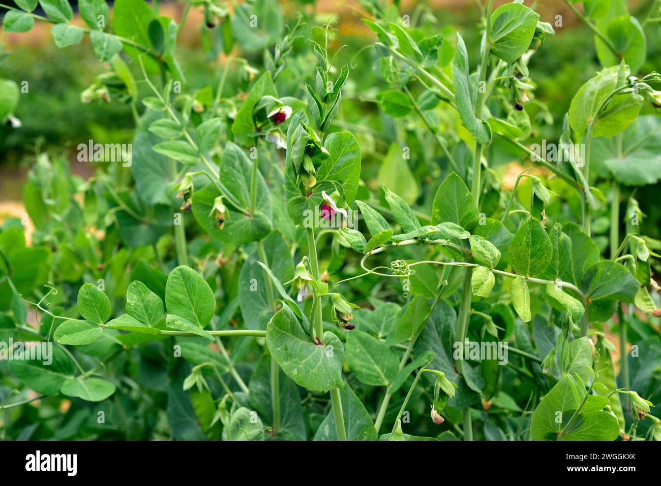 Snow pea or mangetout (Pisum sativum saccharatum) is an annual herb cultivated for its edible unripe fruits. Flowers and fruits detail. Stock Photo
