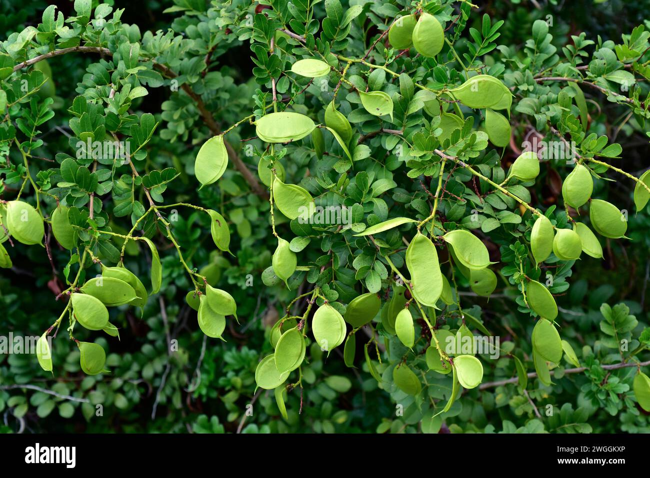 Bush boer-bean or forest boer-bean (Schotia latifolia) is an evergreen big shrub or small tree native to South Africa. Its seeds are edible.Unripe fru Stock Photo