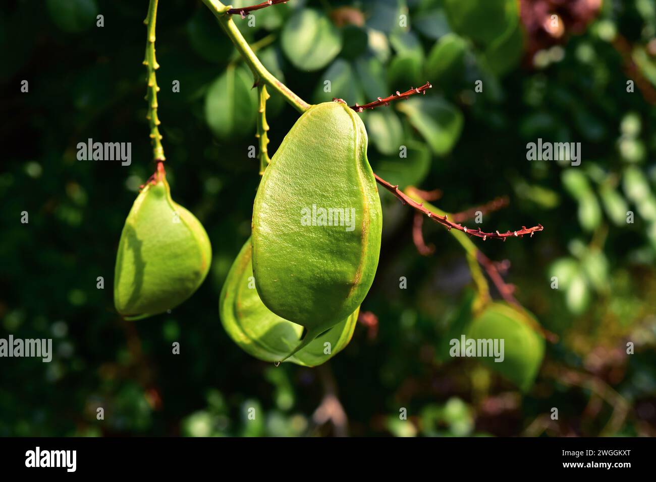 Bush boer-bean or forest boer-bean (Schotia latifolia) is an evergreen big shrub or small tree native to South Africa. Its seeds are edible. Unripe fr Stock Photo
