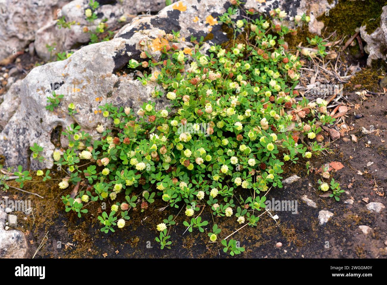 Field clover or hop trefoil (Trifolium campestre) is an annual herb native to central and southern Europe, north Africa and western Asia. This photo w Stock Photo