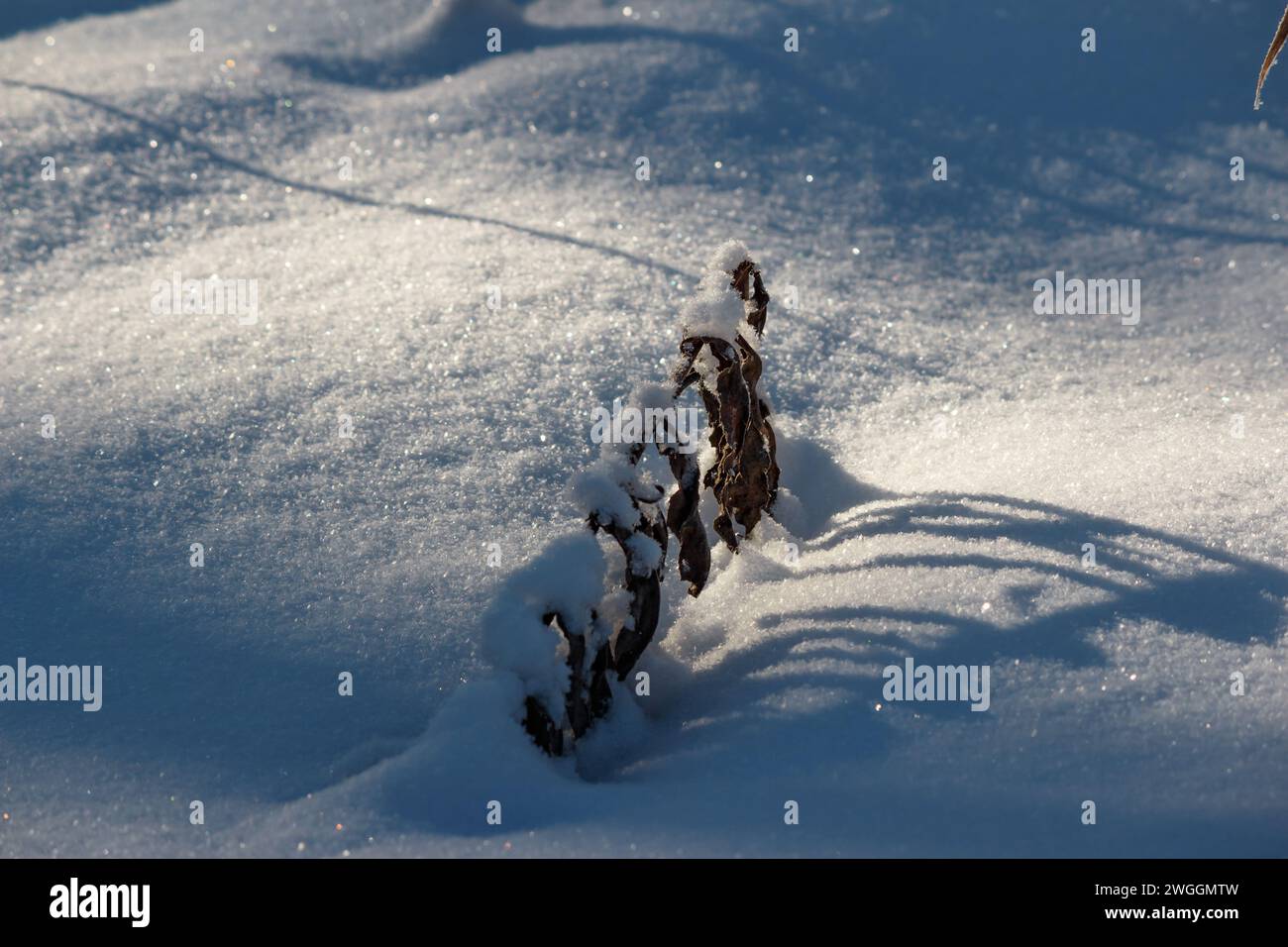 Winter background with sparkling white and powdery snow on a frosty day ...