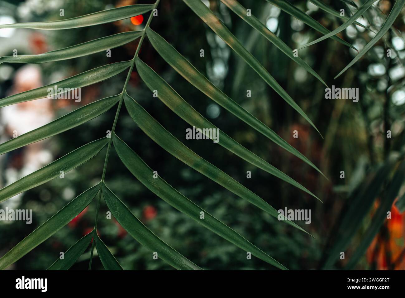 Green tropical jungle palm leaves background, natural exotic lush ...