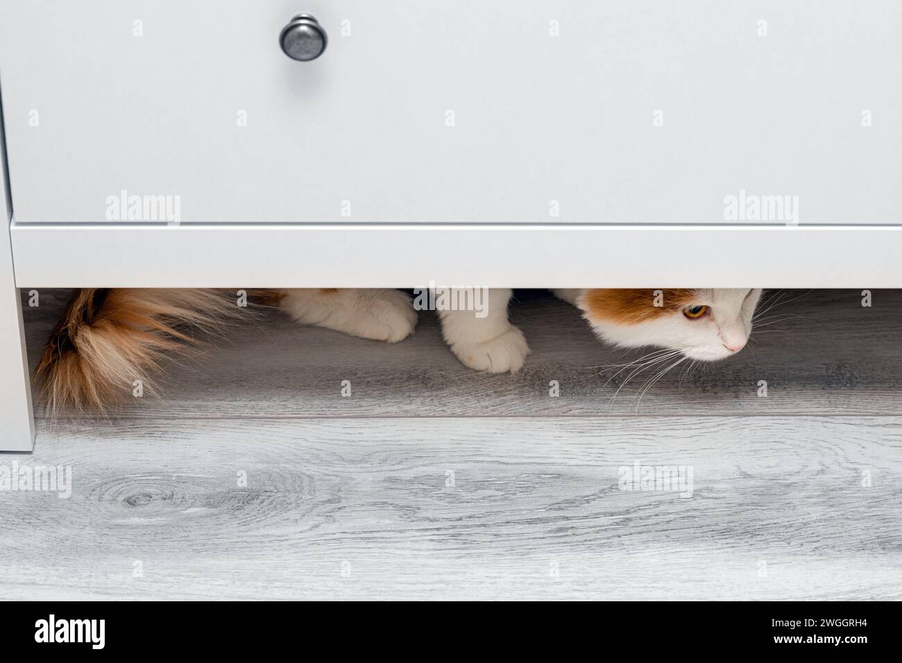 Picture of domestic cat hiding under a closet at home. cat under the closet. cat ...