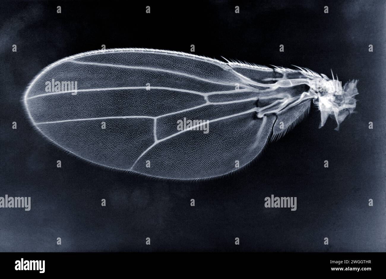 A microscopic view of fruitfly wings Stock Photo Alamy
