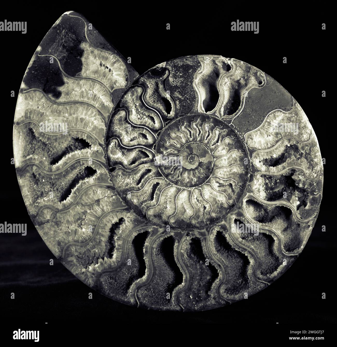 A crystalized, fossilized nautilus shell. Stock Photo