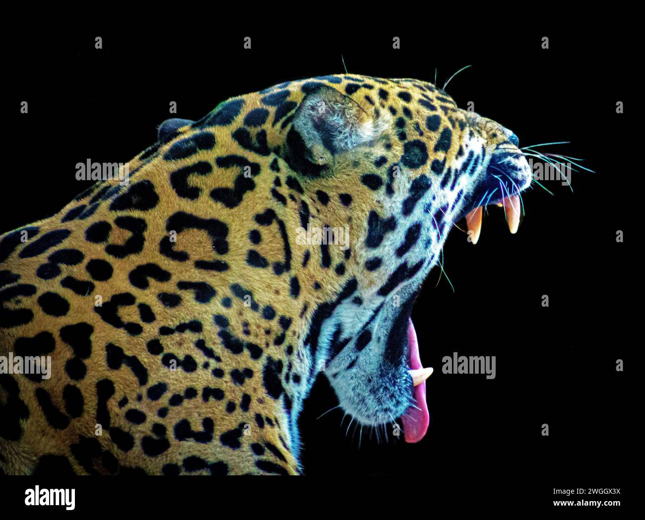 A jaguar has impressive fangs CHESTER ZOO, UK, AMAZING IMAGES taken in ...