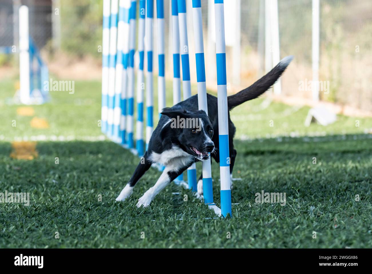 border collie doing an agility slalom Stock Photo