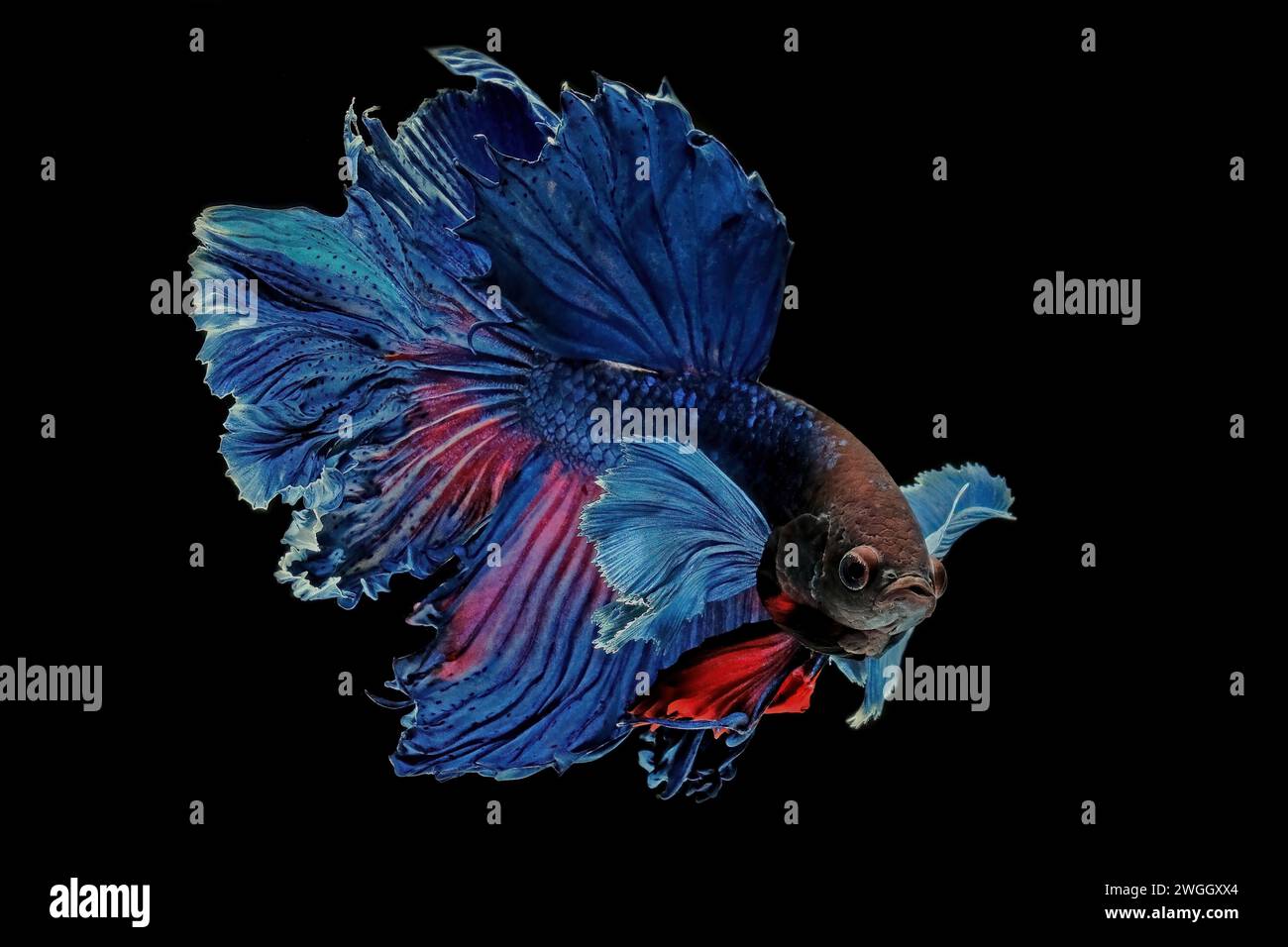 Blue betta fish on black background Stock Photo