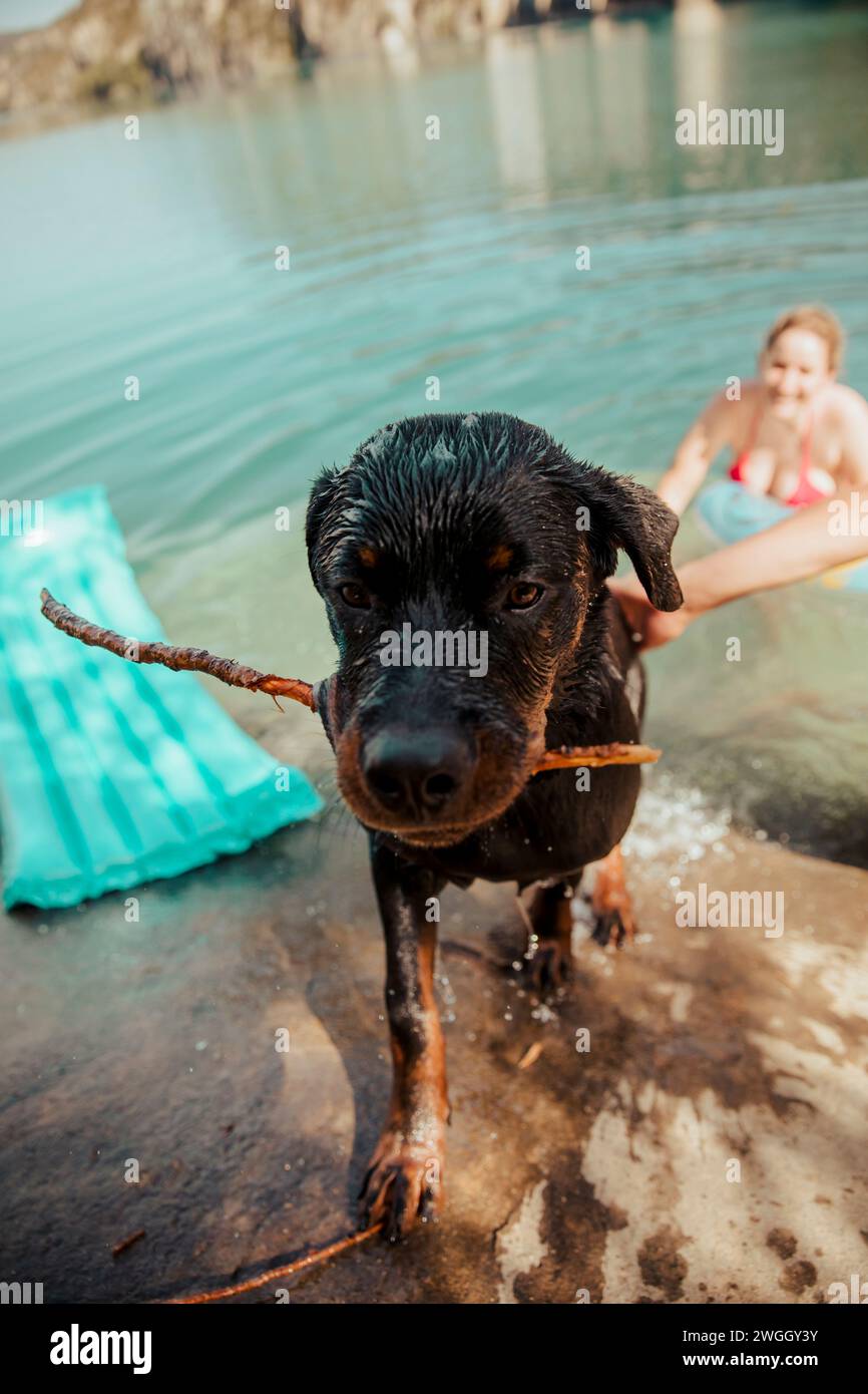 Rottweiler fresh out of the water biting a stick Stock Photo