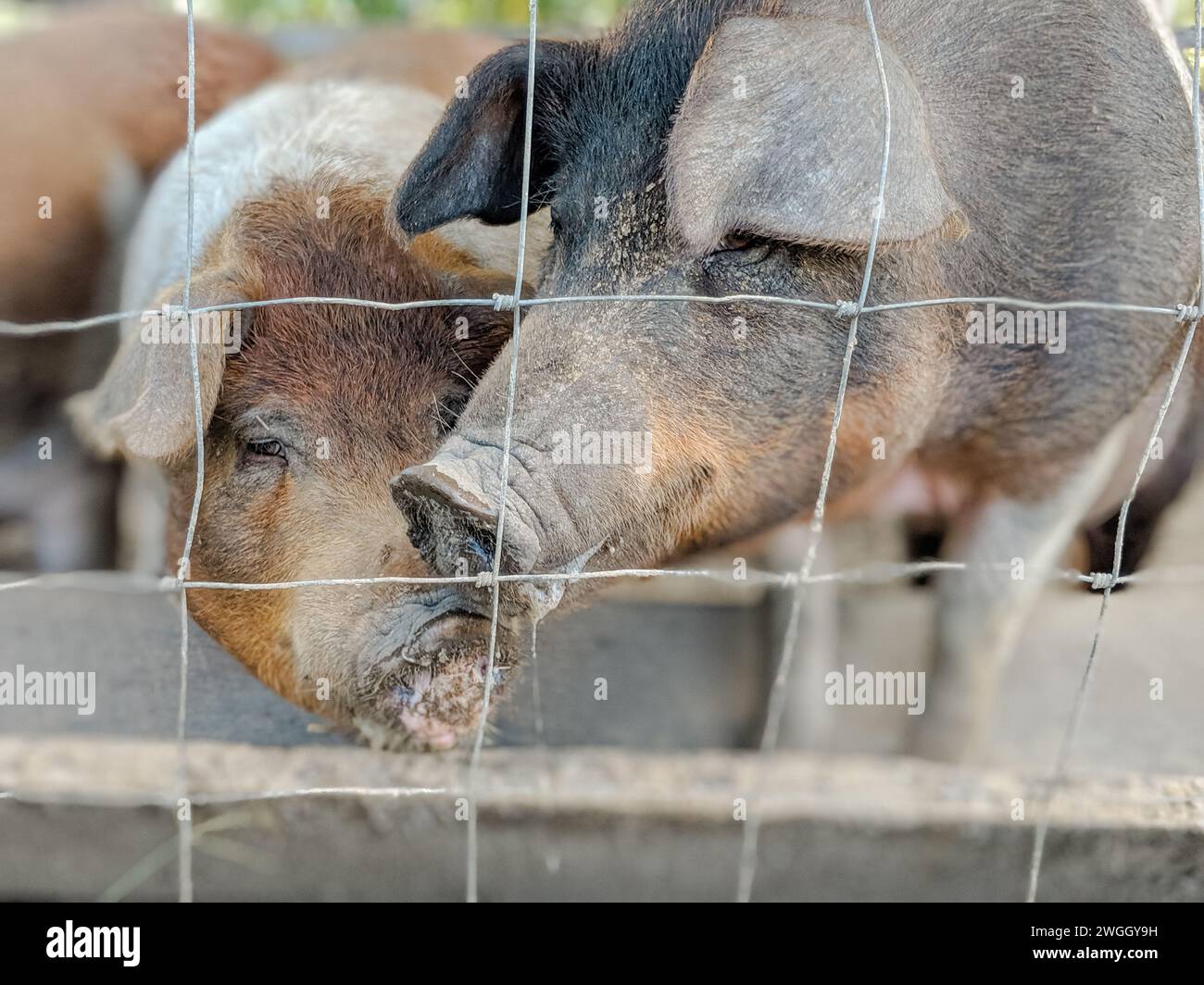 Two hogs behind fence in a backyard homestead Stock Photo