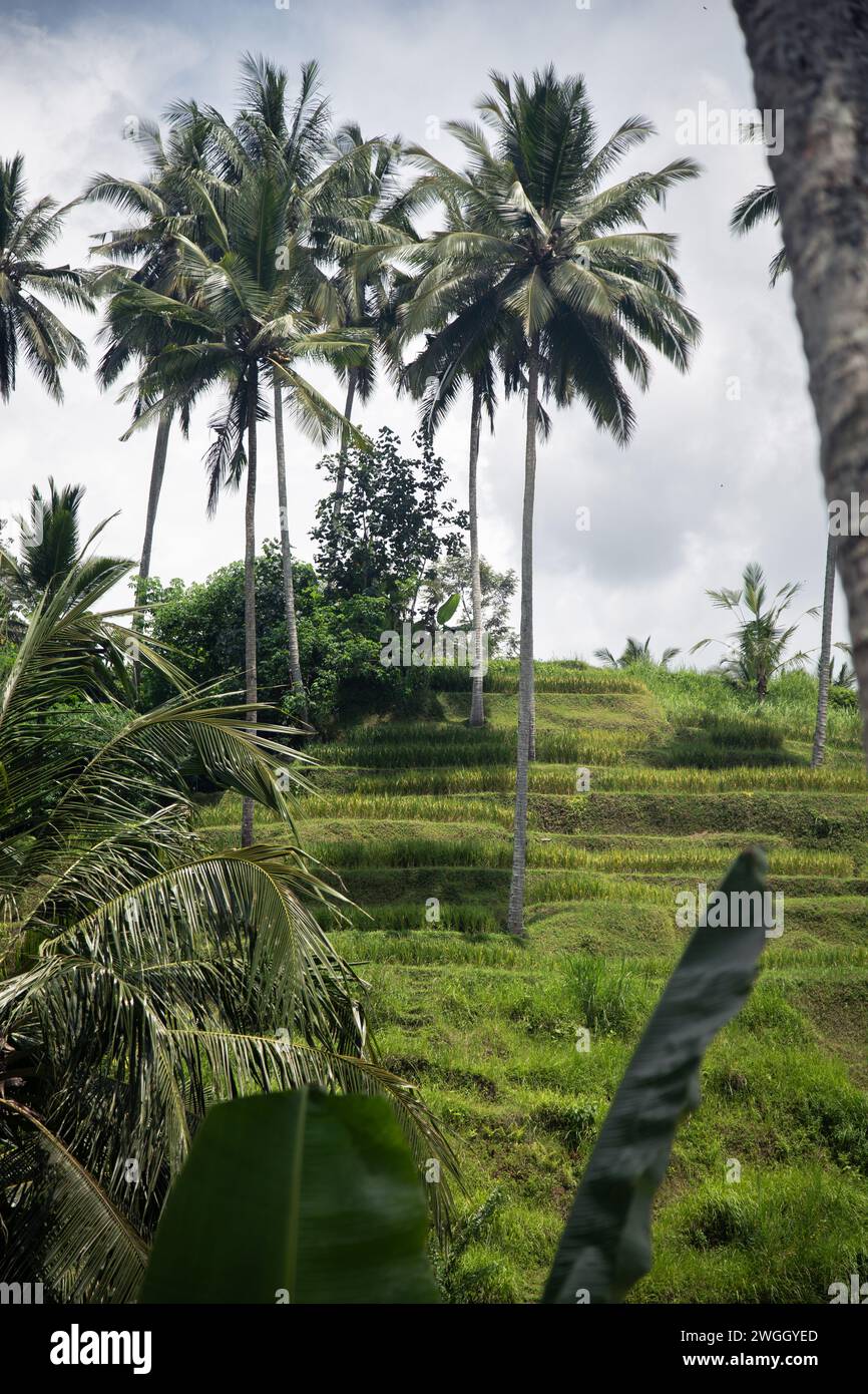Palm trees growing above lush rice terraces in Bali Stock Photo - Alamy