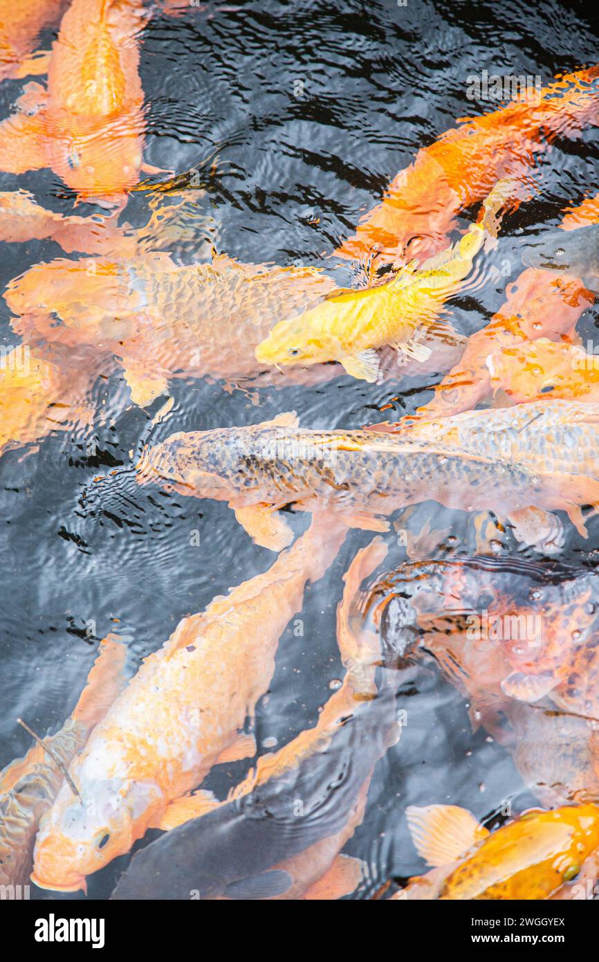 Yellow and orange big koi fishes at pond Stock Photo