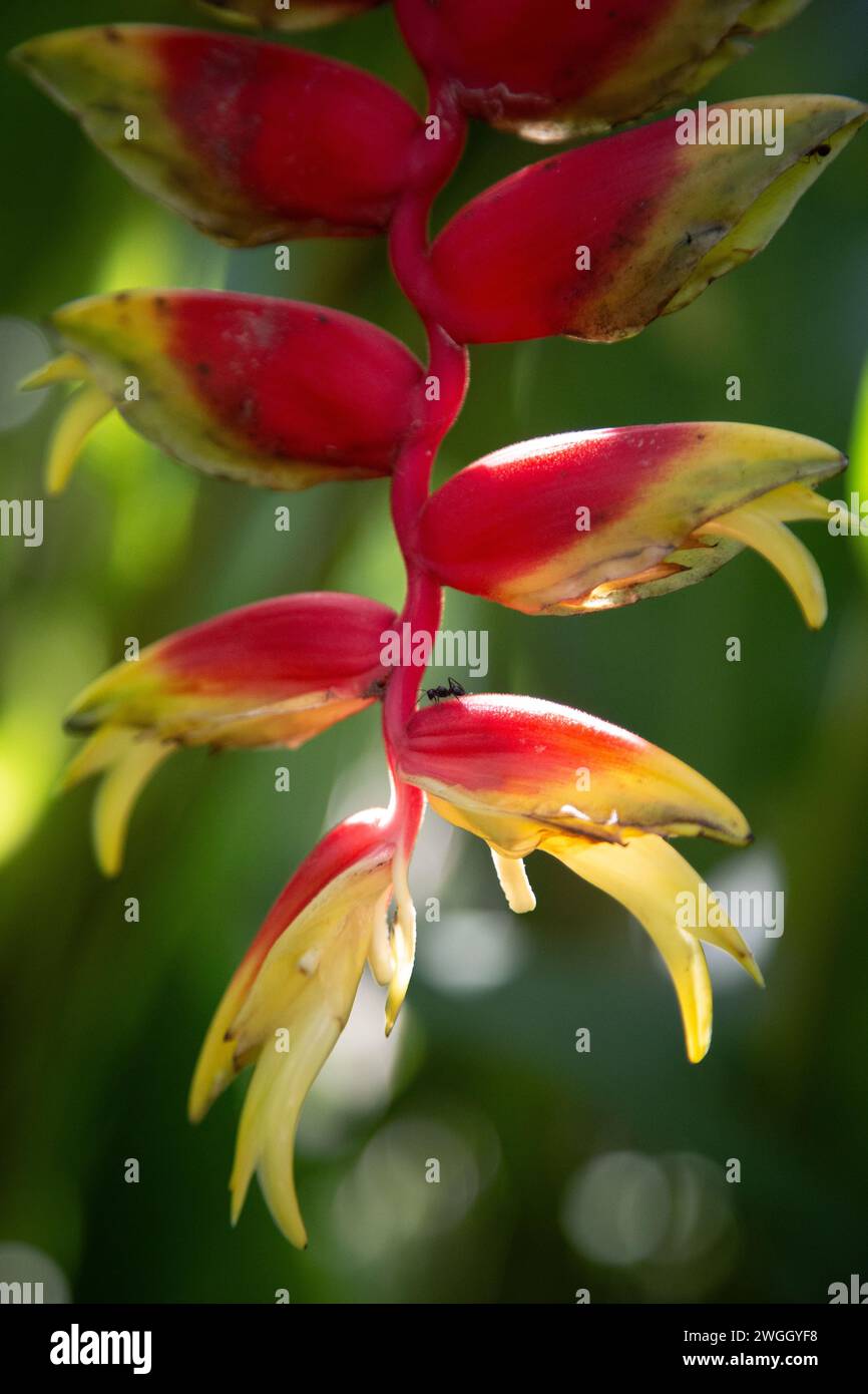 Red hanging flower of Heliconia plant, with a few ants Stock Photo