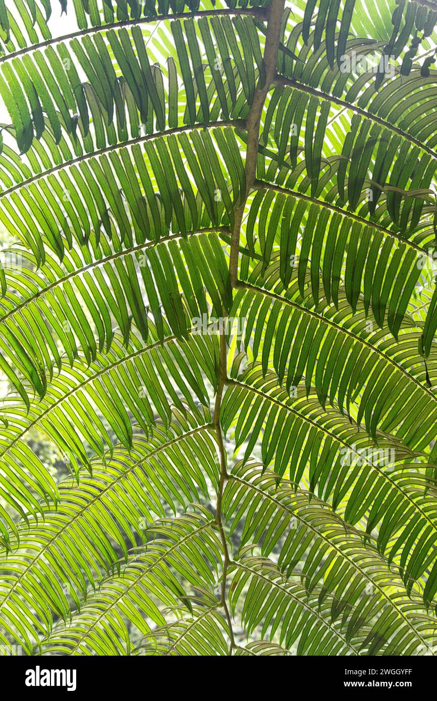 Close up of a green leaf of a huge fern in Bali rainforest Stock Photo