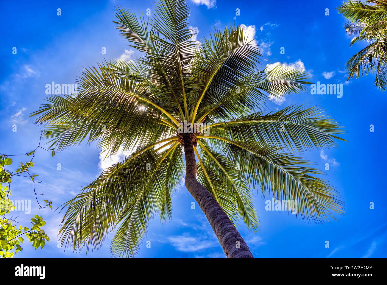 Illustration island palm tree hi-res stock photography and images - Alamy