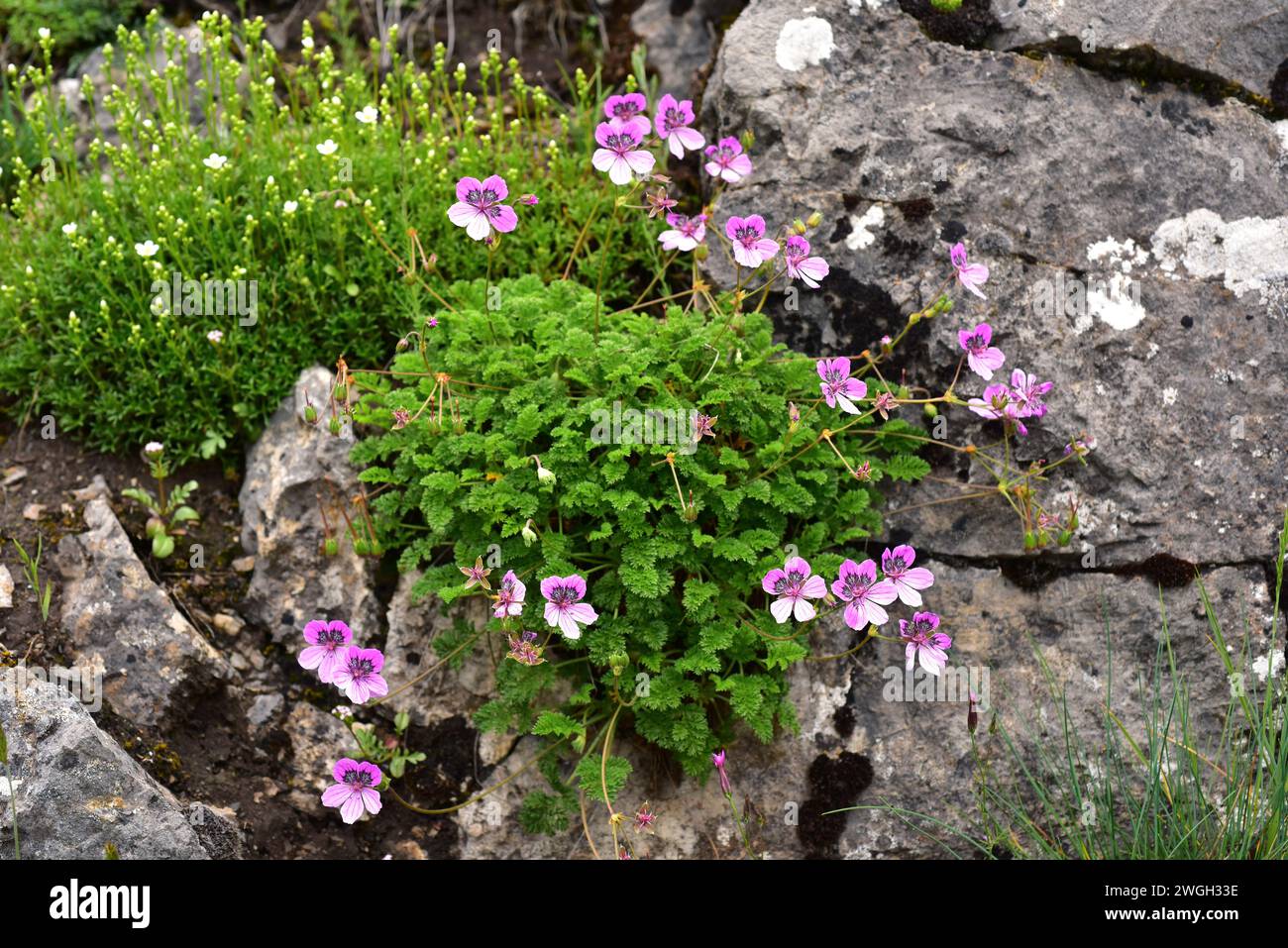 Storksbill (Erodium glandulosum) is a perennial herb endemic to northern Spain (Pyrenees, Cantabrian Mountains). This photo was taken in Babia, Leon p Stock Photo