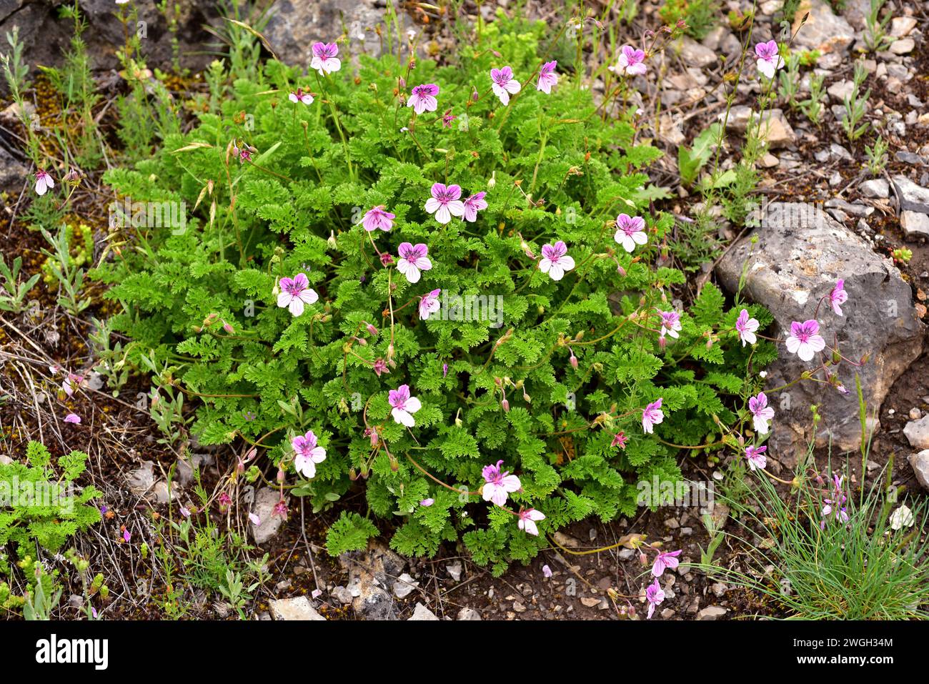 Storksbill (Erodium glandulosum) is a perennial herb endemic to northern Spain (Pyrenees, Cantabrian Mountains). This photo was taken in Babia, Leon p Stock Photo