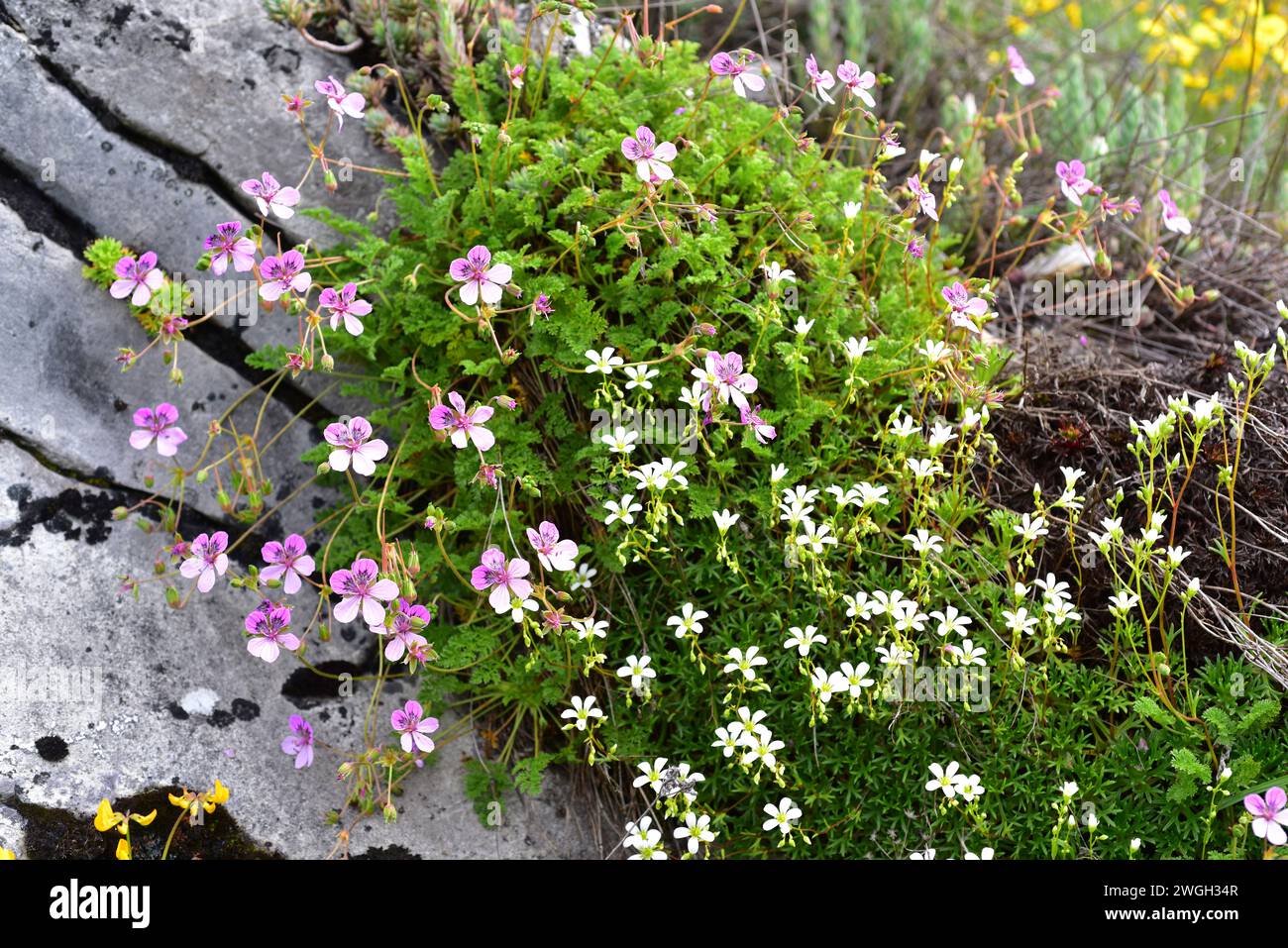 Storksbill (Erodium glandulosum) is a perennial herb endemic to northern Spain (Pyrenees, Cantabrian Mountains). At right Saxifraga sp.This photo was Stock Photo
