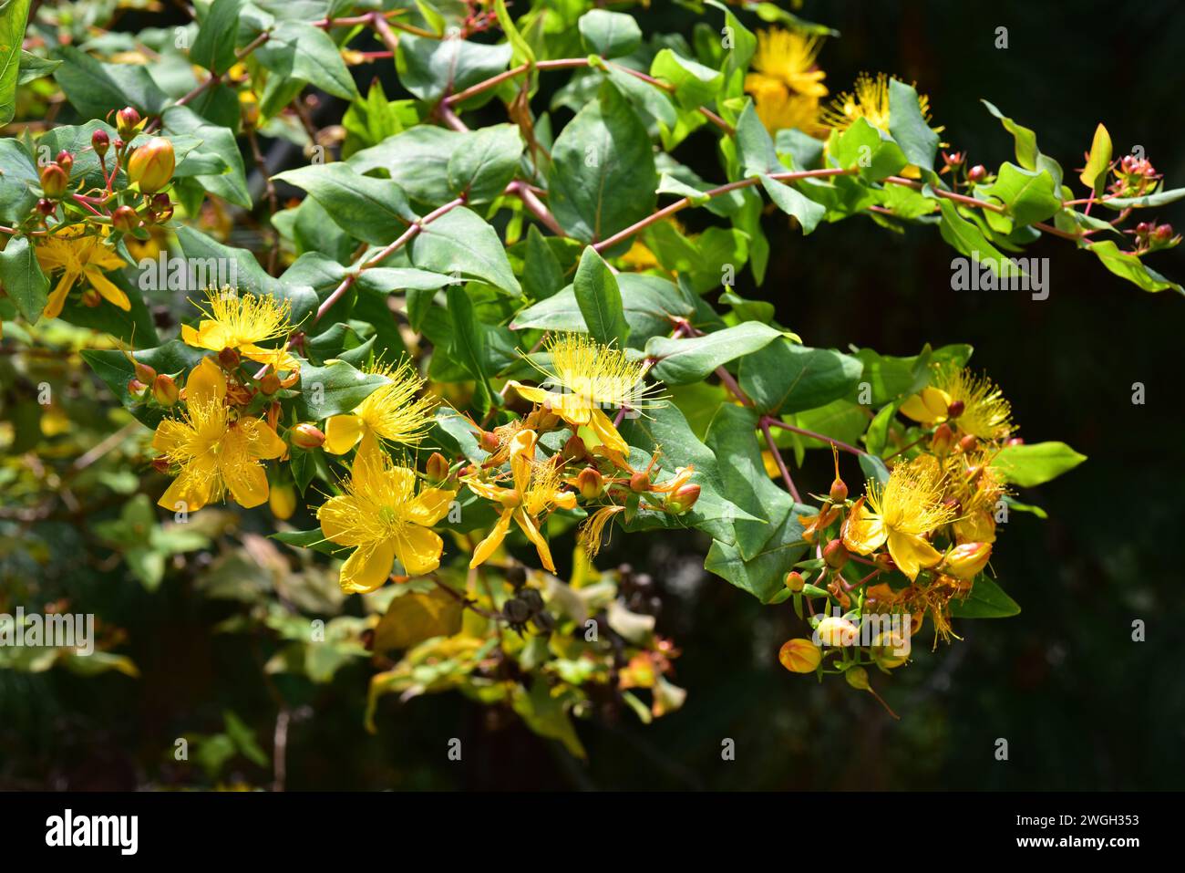 Malfurada (Hypericum grandifolium) is an evergreen shrub endemic to Canary Islands and Madeira. Flowers detail. Stock Photo