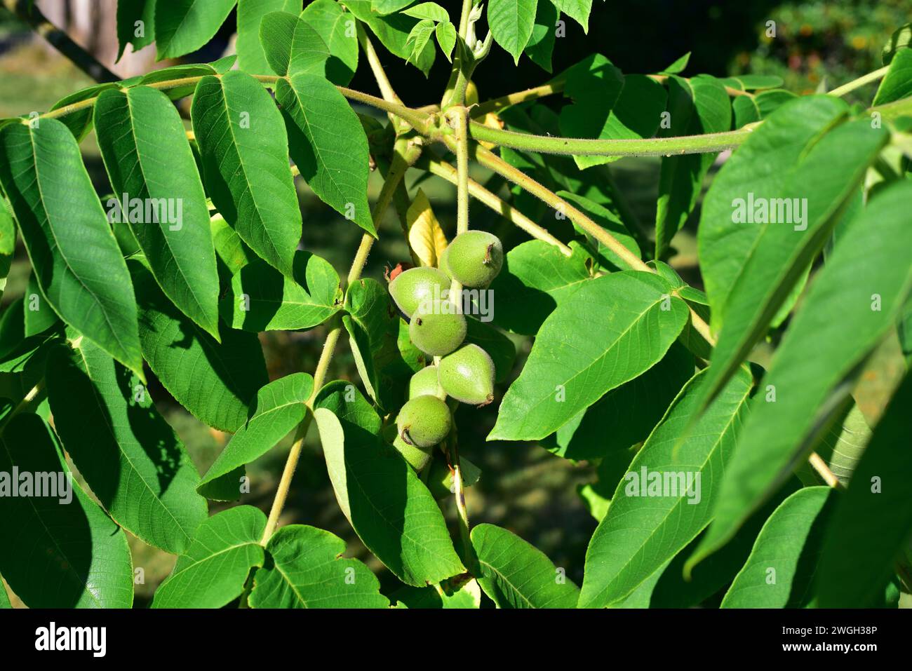 Butternut or white walnut (Juglans cinerea) is a deciduous tree native to northeastern USA and southeastern Canada. Fruits detail. Stock Photo