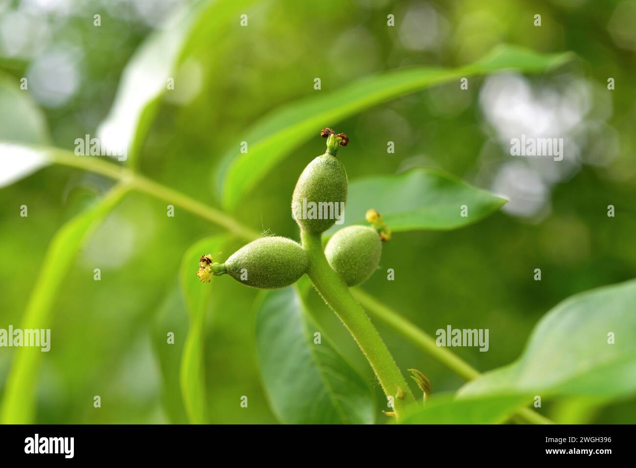 Common walnut (Juglans regia) is a deciduous tree native to Asia. Its ...