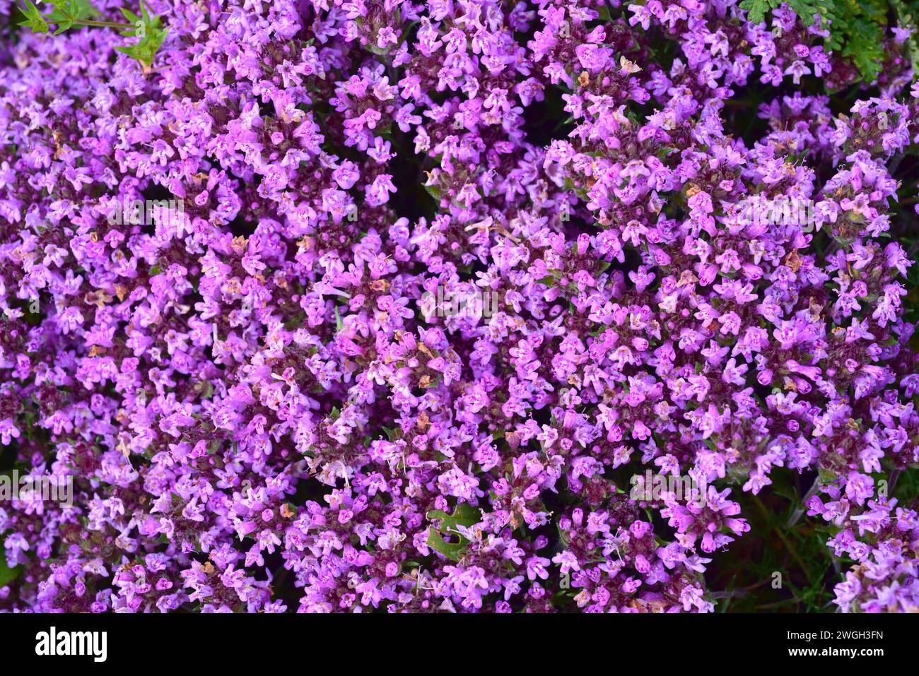 Wild thyme (Thymus serpyllum) is an evergreen shrub native to Eurasia