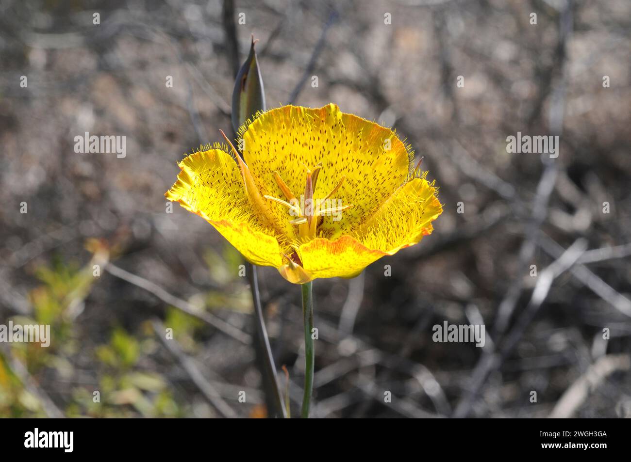 Weed's mariposa lily (Calochortus weedii) is a perennial herb native to California (USA) and Baja California (Mexico). This photo was taken in Torrey Stock Photo