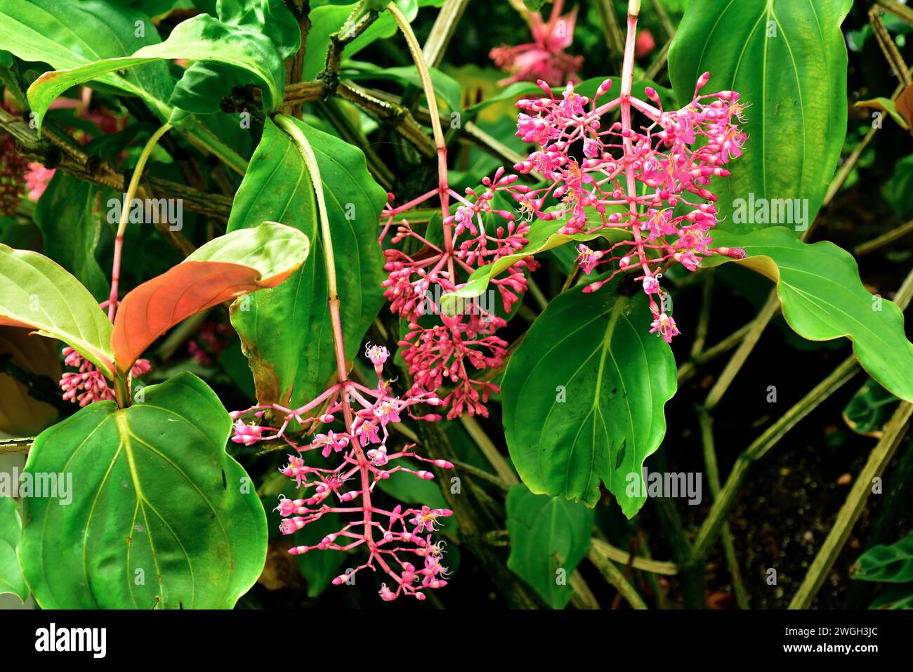 Rose grape or showy medinilla (Medinilla magnifica) is an epiphyte ...