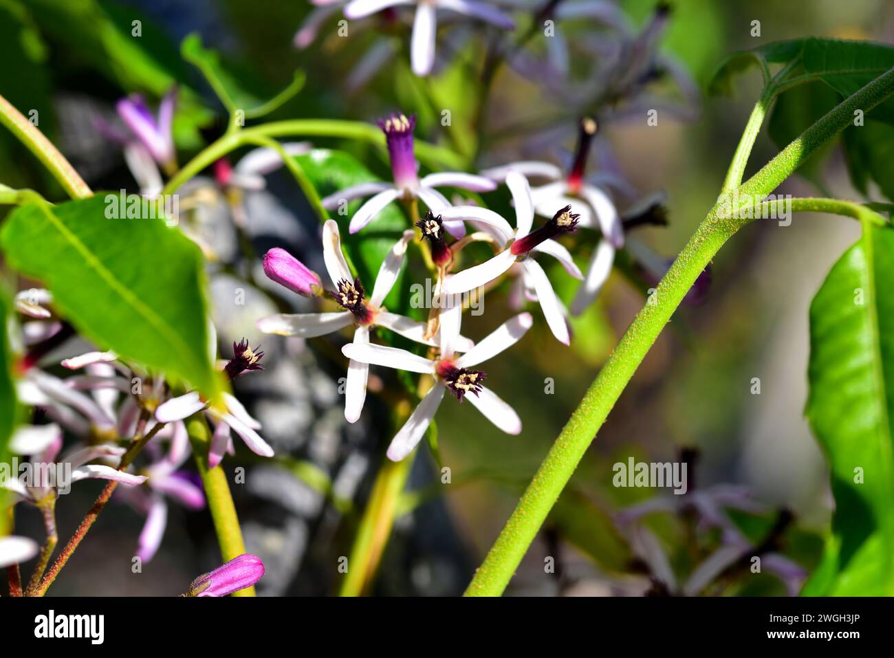 Chinaberry tree (Melia azedarach) is a deciduous ornamental tree native to southeastern Asia. Flowers detail. Stock Photo