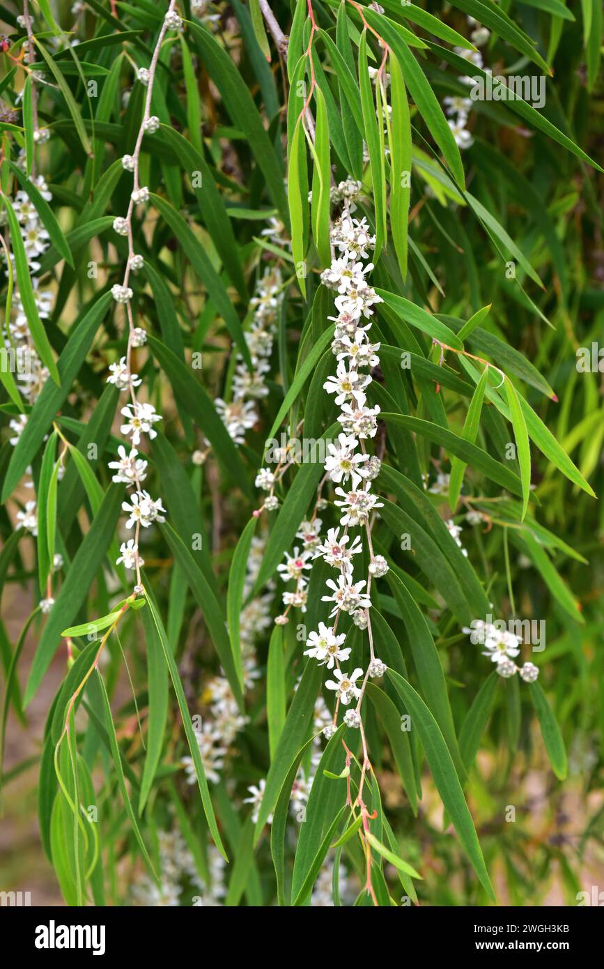 Australian peppermint (Agonis flexuosa) is a tree native to