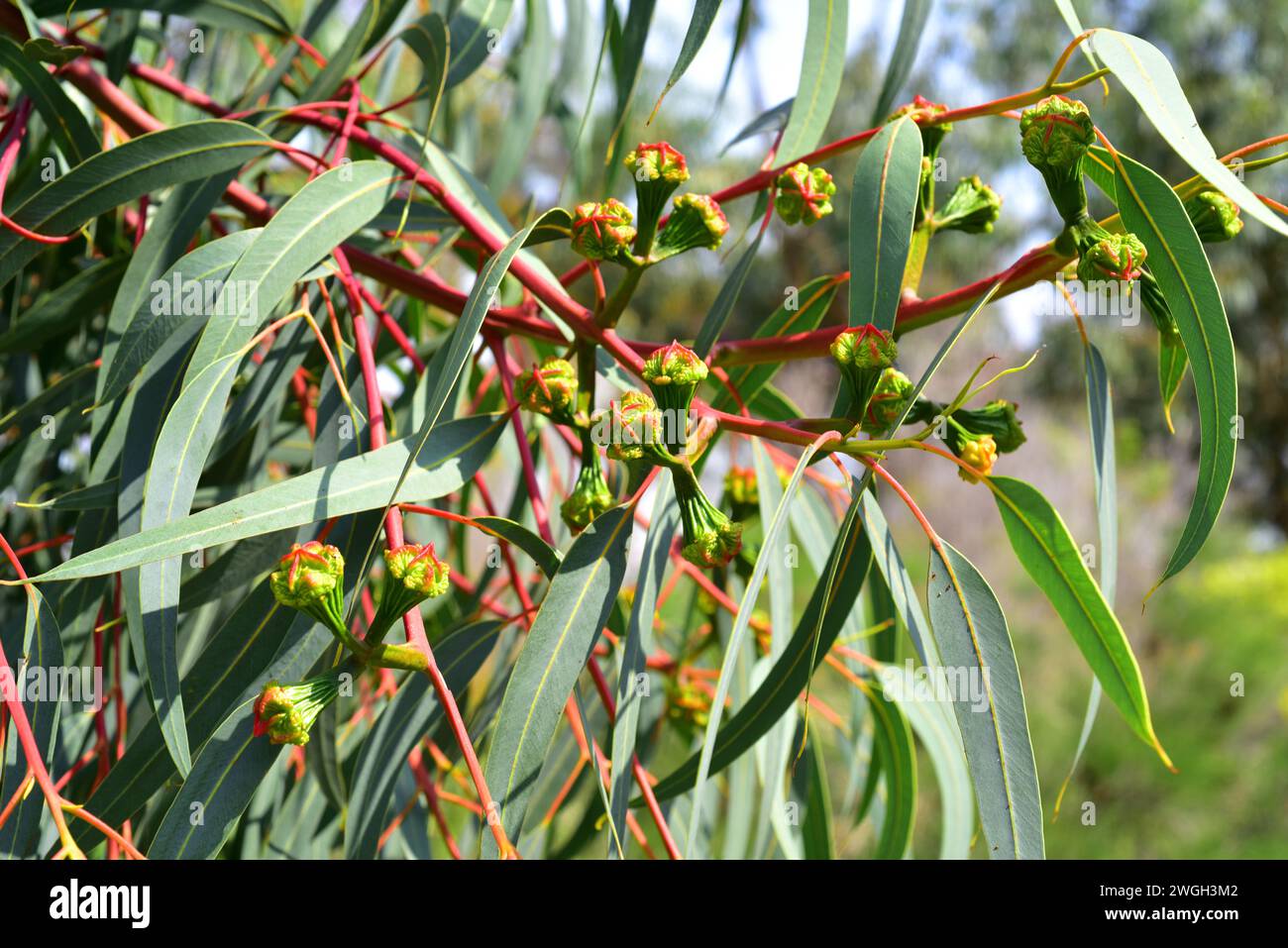 Illyarrie or red-capped gum (Eucalyptus erythrocorys) is a tree native to western Australia. Floral buds and leaves detail. Stock Photo
