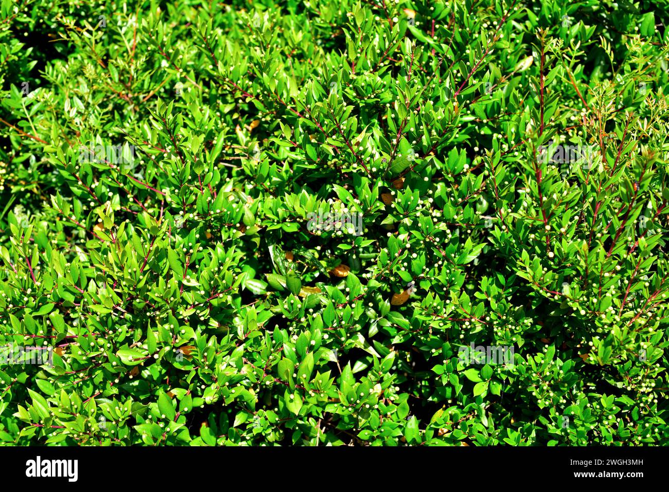 Common myrtle (Myrtus communis) is an evergreen shrub native to Mediterranean Basin and Canary Islands. This photo was taken in Menorca, Balearic Isla Stock Photo