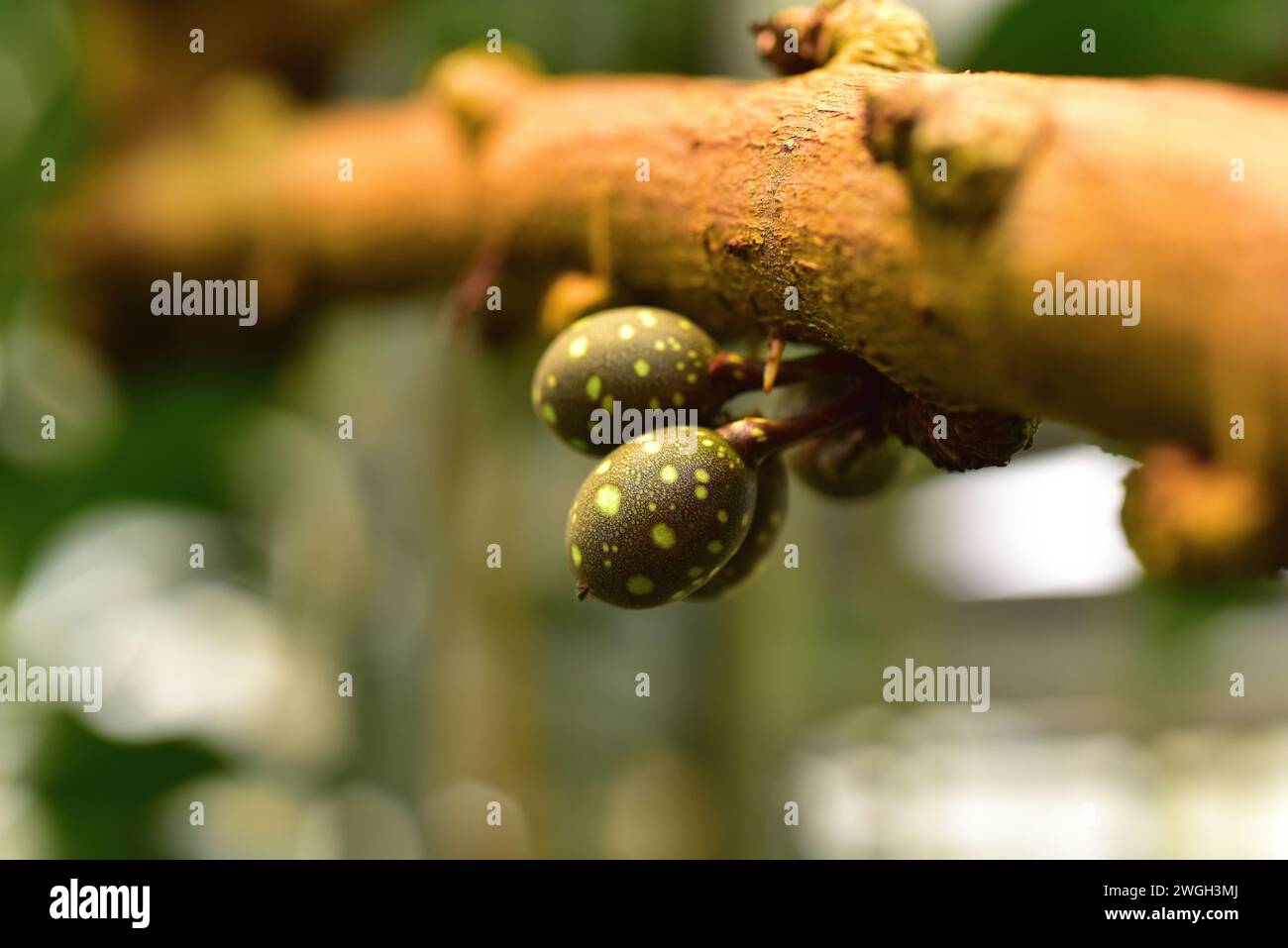 Higueron (Ficus cotinifolia) is a tree native to tropical America, from Mexico to Costa Rica. Fruits detail. Stock Photo
