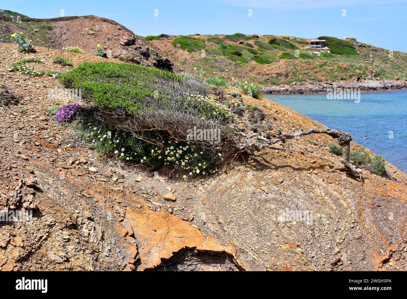 Green olive tree (Phillyrea latifolia) is an evergreen shrub native to