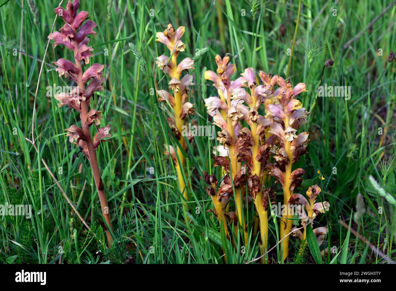 Thyme broomrape (Orobanche alba) is a parasite plant native to central and southern Europe and western Asia. This photo was taken in Burgos province, Stock Photo