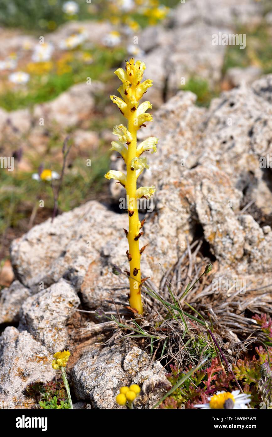 Minorca broomrape (Orobanche iammonensis) is a parasite herb endemic to Menorca Island. This photo was taken in Menorca, Balearic Islands, Spain. Stock Photo