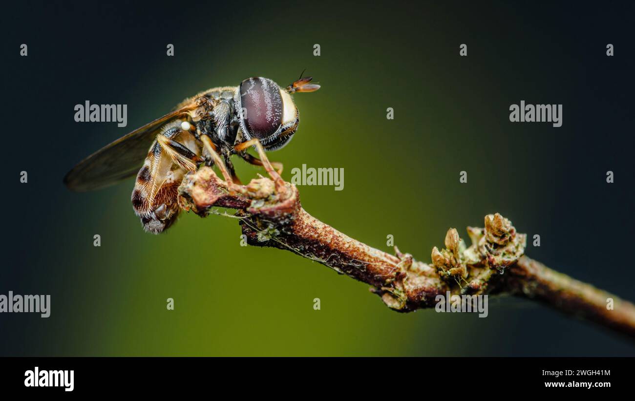 a Hoverfly or Flower fly on tree branch, Macro photo of insect, Selective focus, Nature background. Stock Photo