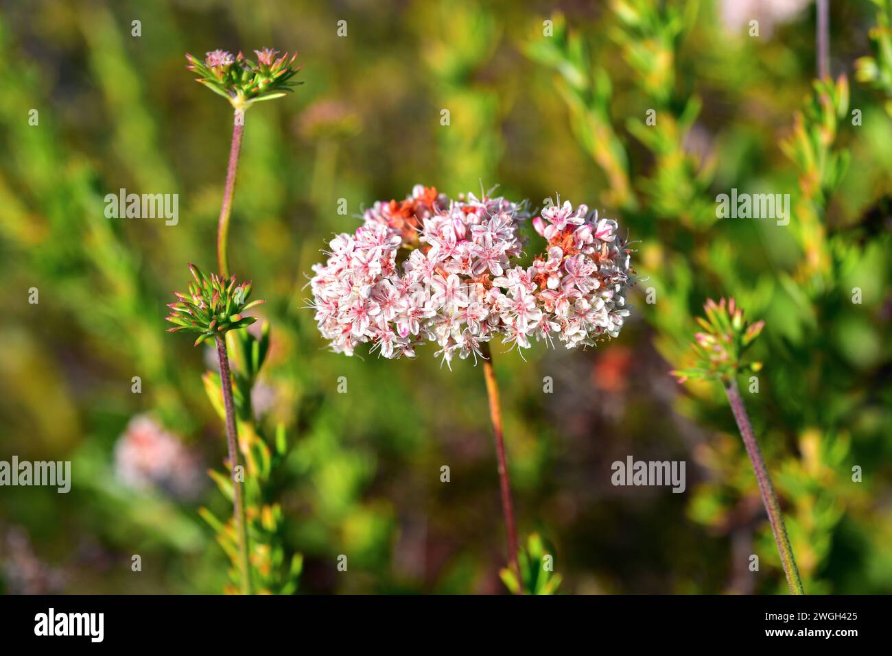 California buckwheat or Mojave buckwheat (Eriogonum fasciculatum) is a medicinal shrub native to southwestern USA and northwestern Mexico. Inflorescen Stock Photo