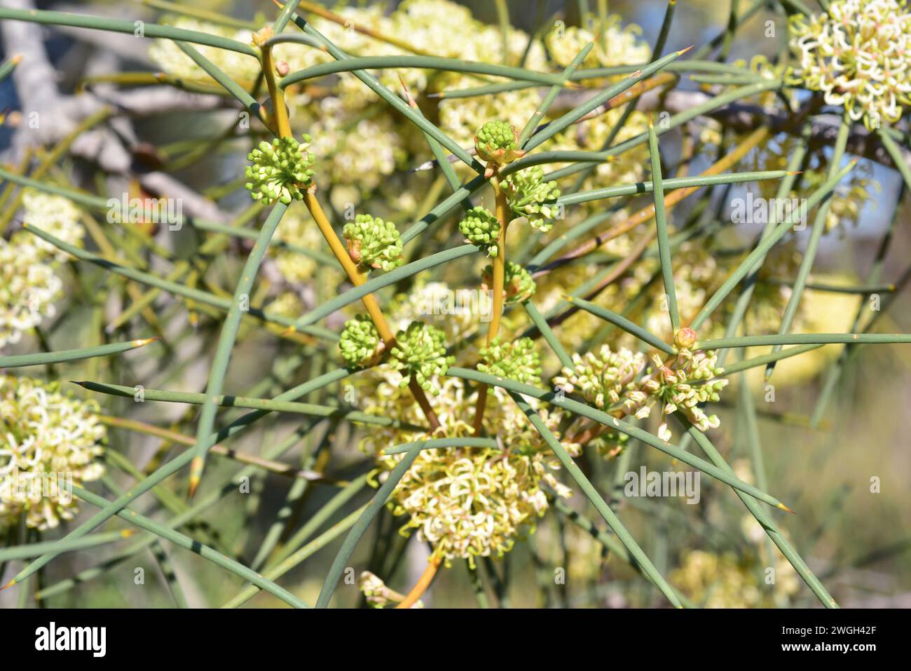 Jarnockmert (Hakea recurva) is a big shrub or small tree native to western Australia. Floral buds detail. Stock Photo