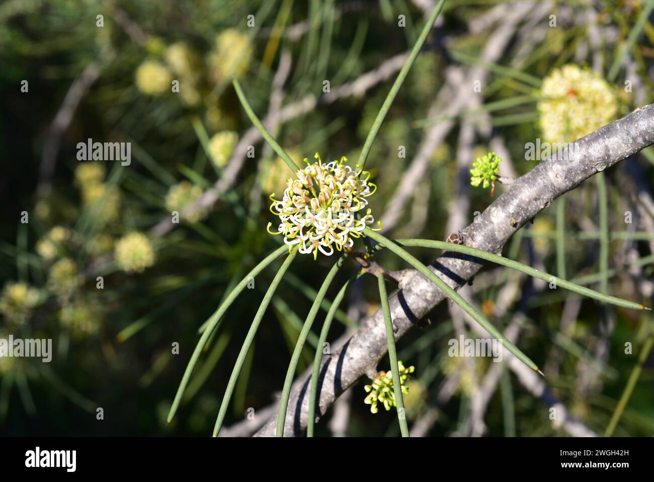 Jarnockmert (Hakea recurva) is a big shrub or small tree native to western Australia. Flowering plant. Stock Photo