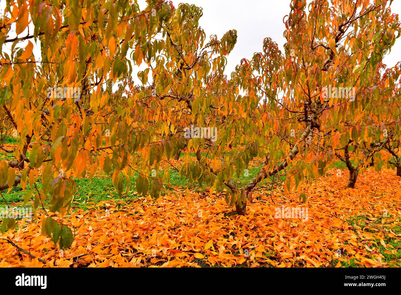 Peach field (Prunus persica) in autumn. This photo was taken in Torres de Segre, Lleida province, Catalonia, Spain. Stock Photo