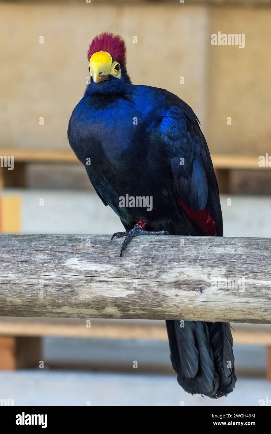 Ross's turaco (Tauraco rossae), a bluish-purple African bird. Stock Photo