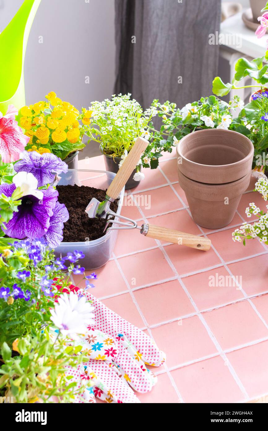Spring decoration of a home balcony or terrace with flowers, Lobelia and Alyssum, Bacopa and Petunia, Calceolaria and Osteospermum on a background of Stock Photo