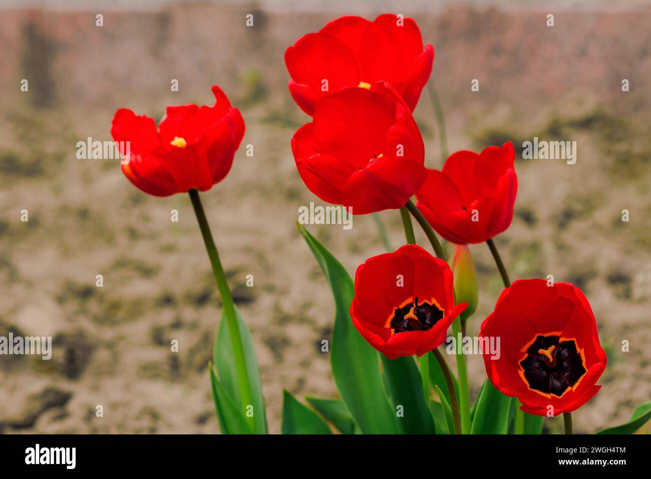 bunch of red tulip flowers in the garden. beautiful nature background in spring Stock Photo