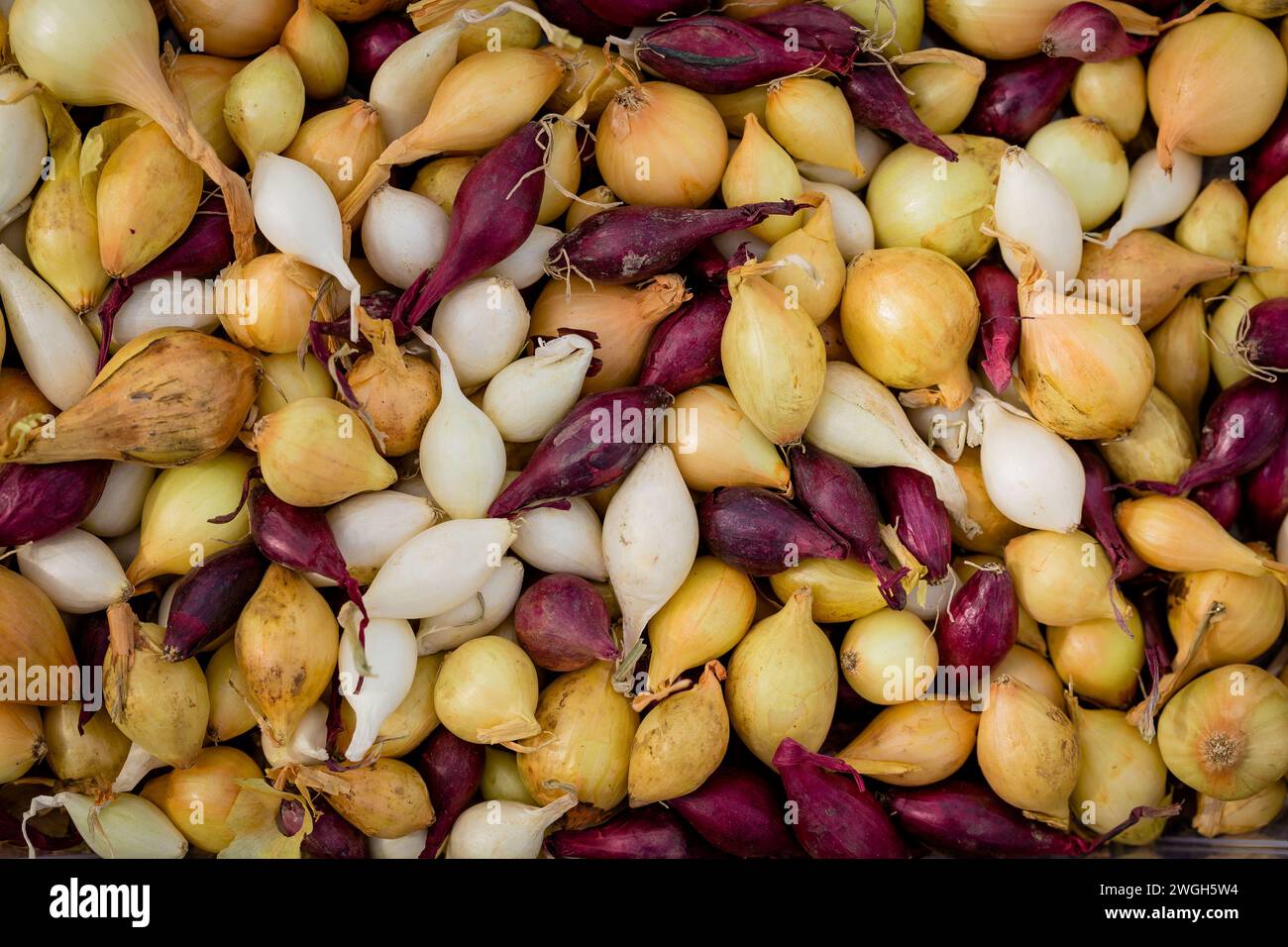 Seeds varieties hi-res stock photography and images - Alamy