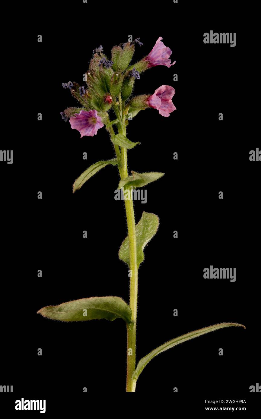 Common Lungwort (Pulmonaria officinalis). Habit Stock Photo