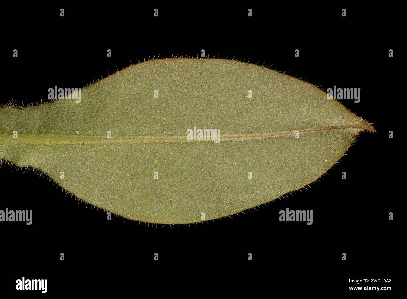 Common Lungwort (Pulmonaria officinalis). Spring Leaf Closeup Stock Photo