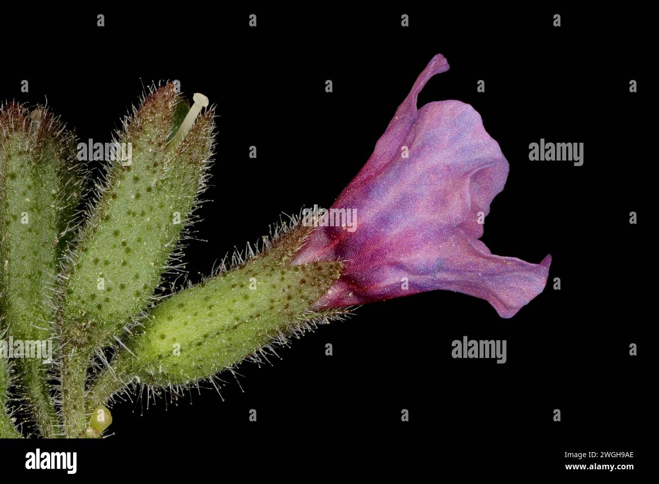 Common Lungwort (Pulmonaria officinalis). Flower Closeup Stock Photo