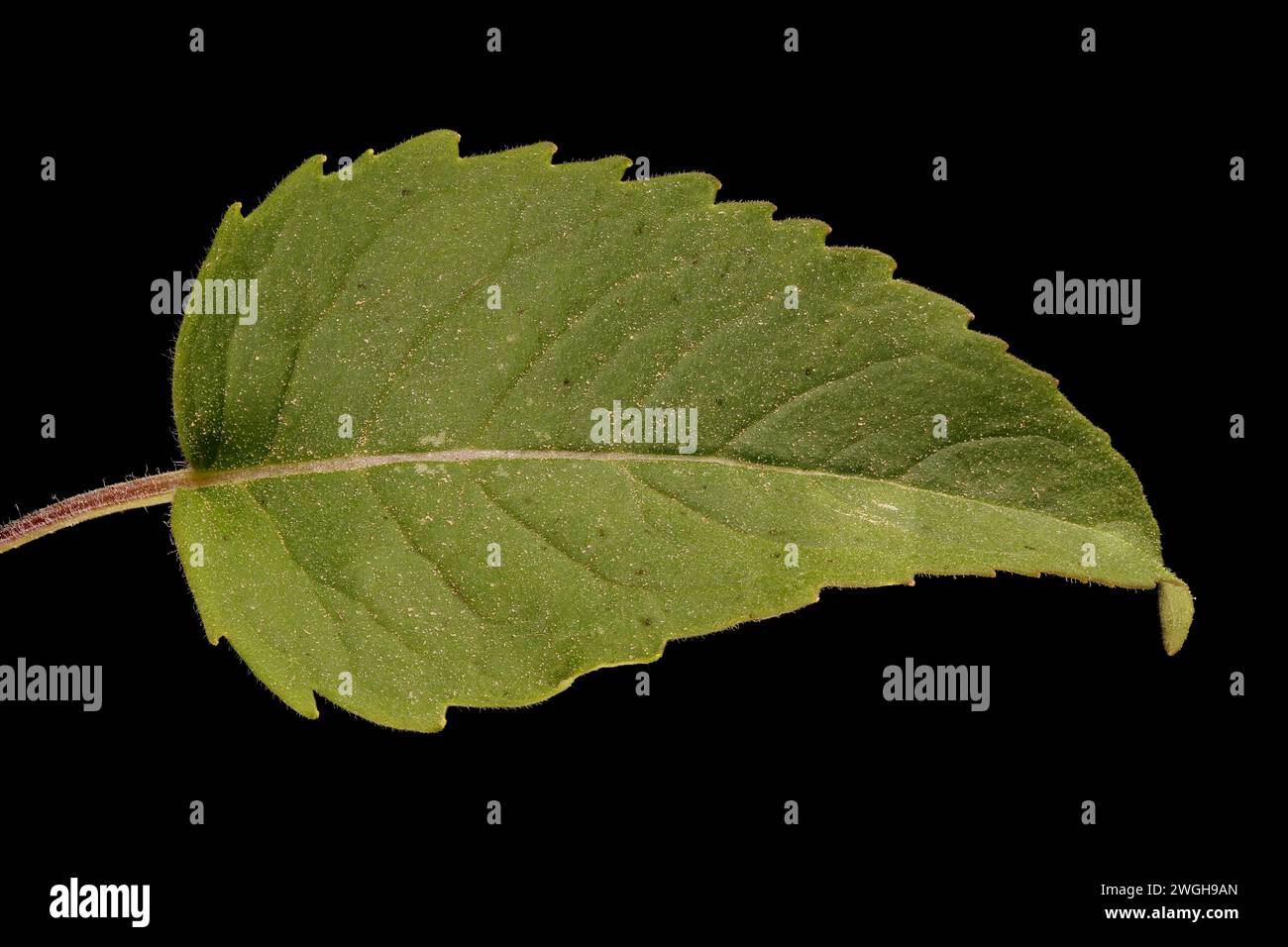 Acuminate leaf apex hi-res stock photography and images - Alamy