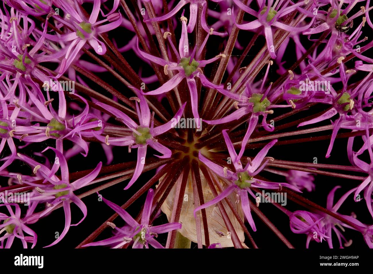 False Rosenbach Onion (Allium rosenorum). Inflorescence Detail Closeup Stock Photo
